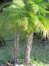 plant image 4